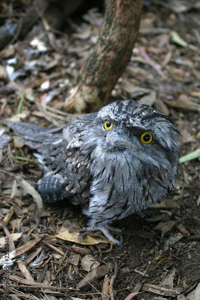 Obraz tawny frogmouth