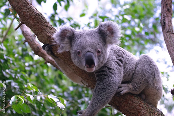 Obraz koala