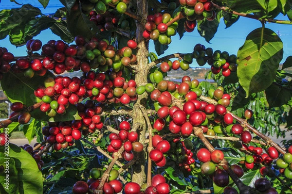 Fototapeta Coffee tree with coffee bean on cafe plantation