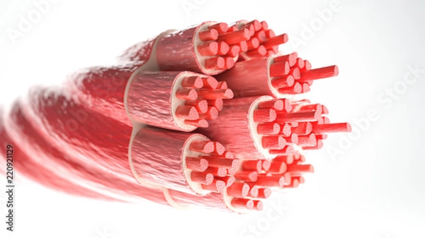 Fototapeta Muscle Type: Skeletal muscle - Cross section through a muscle with visible muscle fibers - 3D Rendering