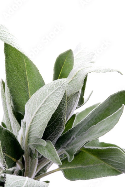 Fototapeta Sage