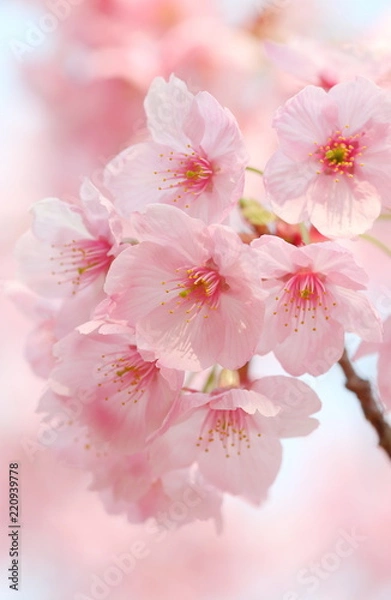Fototapeta Cherry Blossoms
