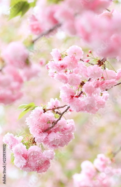 Fototapeta Cherry Blossoms