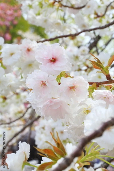 Fototapeta Cherry Blossoms