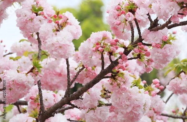 Fototapeta Cherry Blossoms