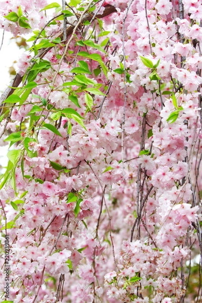 Fototapeta Cherry Blossoms