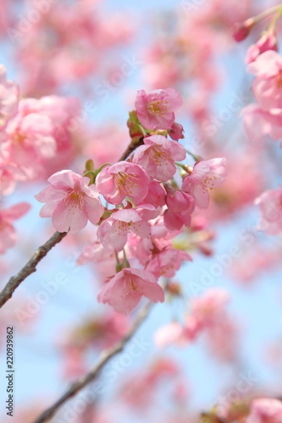 Fototapeta Cherry Blossoms