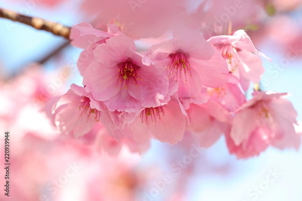 Fototapeta Cherry Blossoms