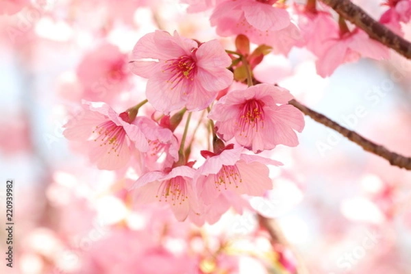Fototapeta Cherry Blossoms