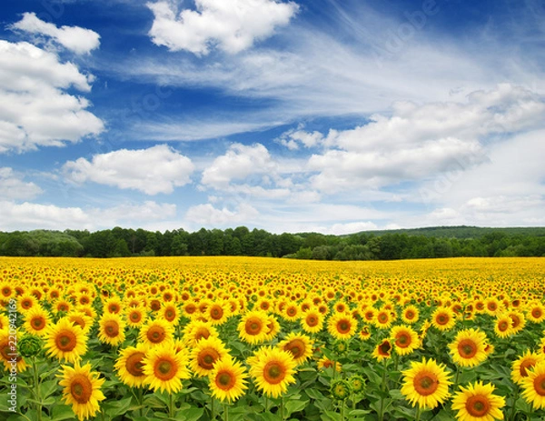 Obraz sunflowers field on sky