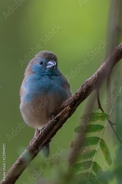 Obraz Blue waxbill