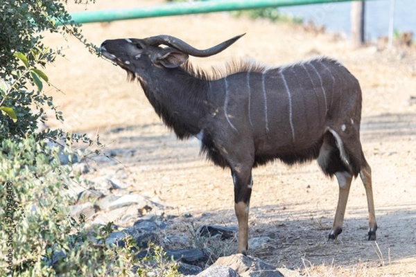 Obraz Nyala bull