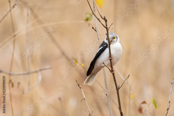 Obraz White-crested helmetshrike