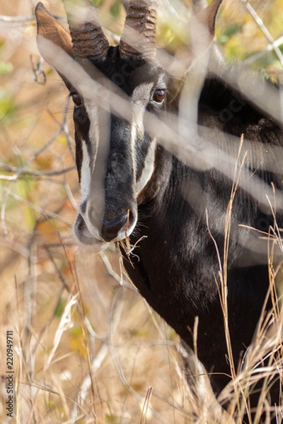 Obraz Sable antelope