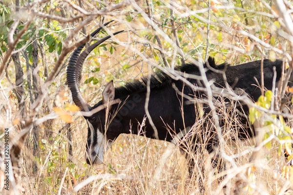 Obraz Sable antelope