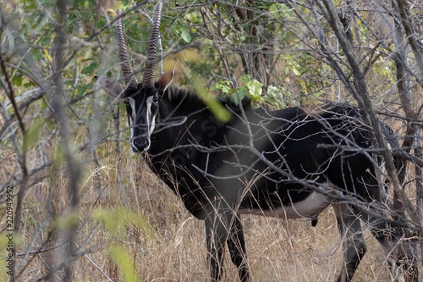 Obraz Sable antelope
