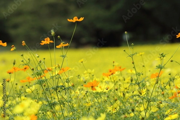 Fototapeta キバナコスモス