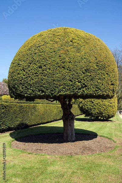 Obraz Topiary tree