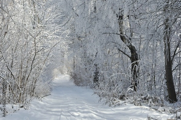 Fototapeta Winter path