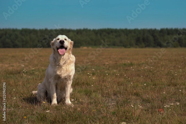 Fototapeta happy life of pets - beautiful golden retriever posing while sitting on the field