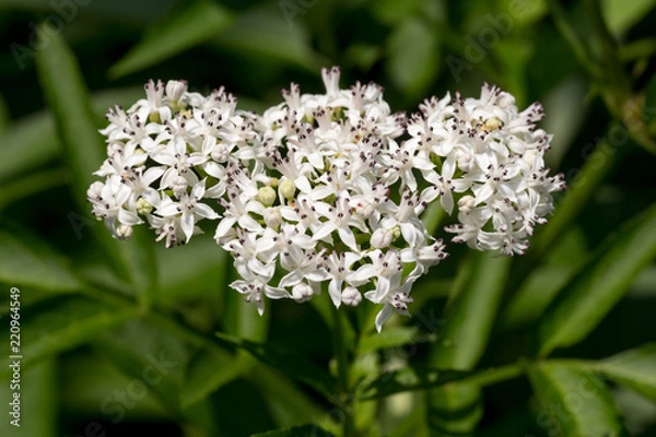 Obraz Blühender Zwerg-Holunder (Sambucus ebulus) / danewort; dwarf elderberry inflorescence