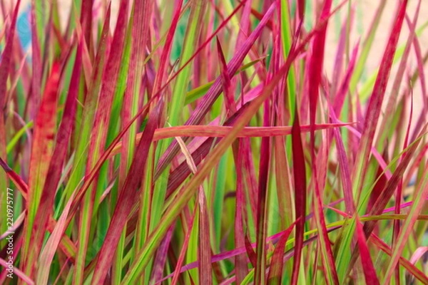 Obraz Trawa japońska `` Czerwony Baron ''