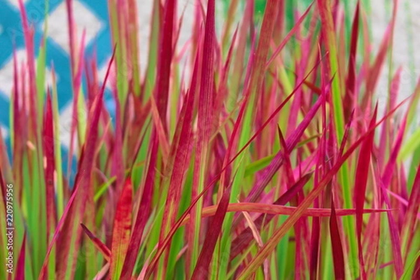 Obraz Japanisches Blutgras 'Red Baron'