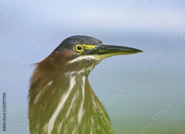 Fototapeta Portrait of a Green heron (Butorides virescens) perched in a tree at the water.