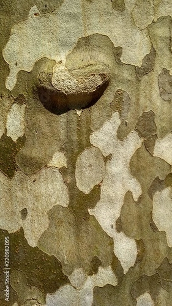 Obraz bark sycamore