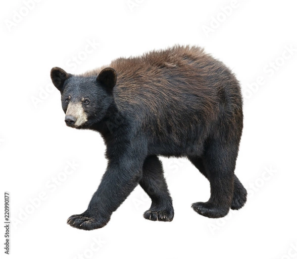 Obraz American Black Bear  on white background