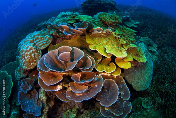 Obraz Tropical Reef with Hard Corals, Losin, Thailand