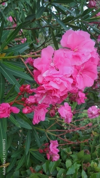 Obraz azalea