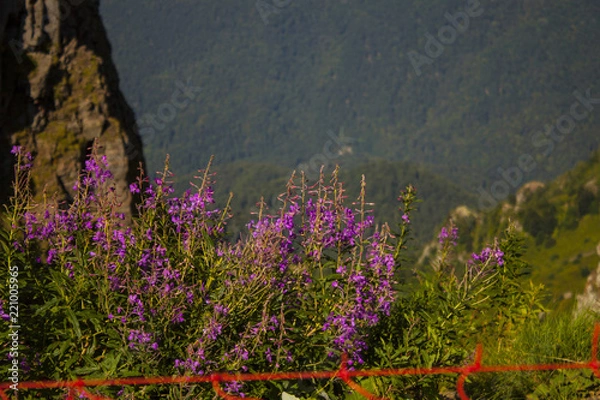 Obraz горы Розы Хутор, montains