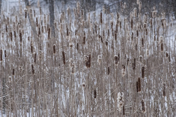 Obraz Winter Cattails