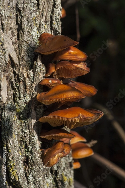 Obraz Fungus