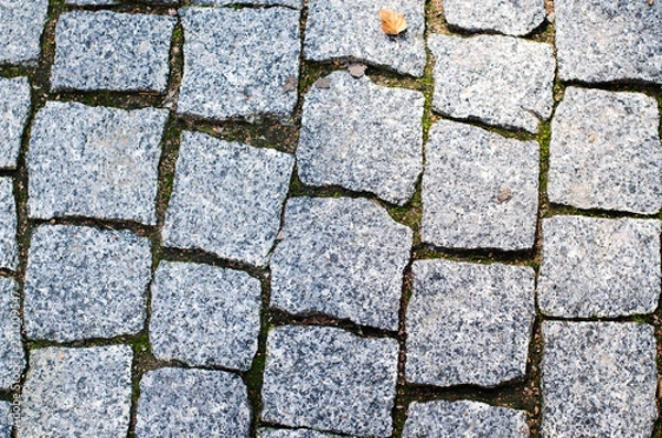 Obraz beautiful forest flowers