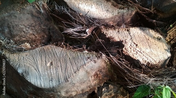 Obraz palm trunk
