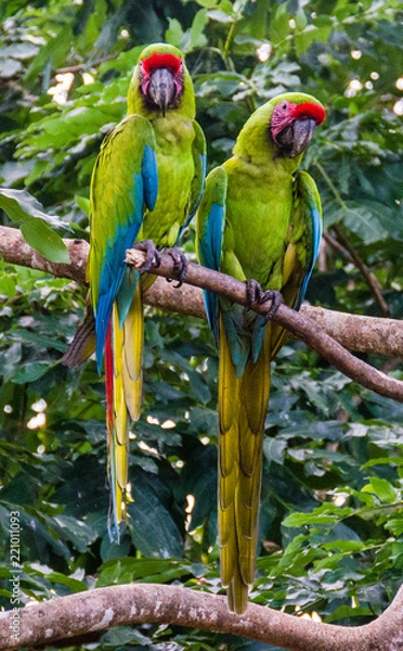 Obraz Great Green Macaws