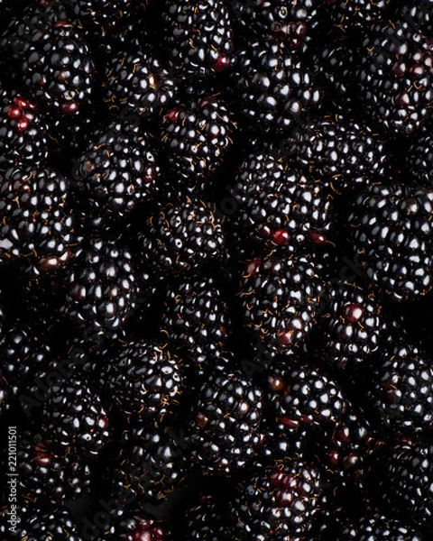 Obraz blackberry background