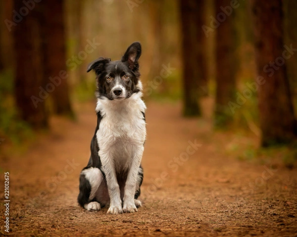 Fototapeta Black and White Border Collie Puppy Portrait in Woodland