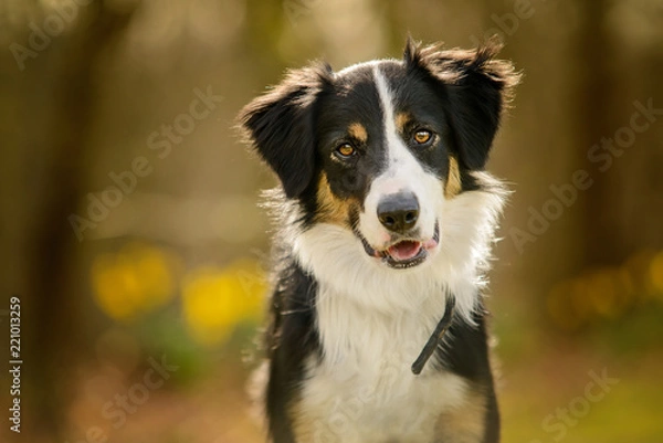 Obraz Black and White Border Collie Puppy Portrait in Woodland