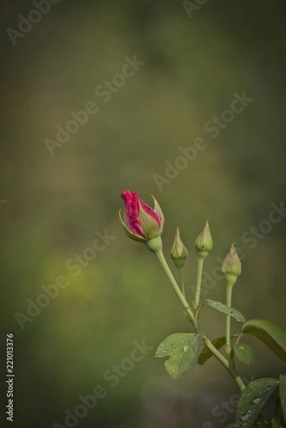 Fototapeta Red rose