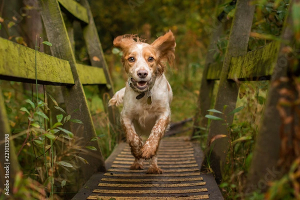 Obraz Cocker Spaniel in Woodland