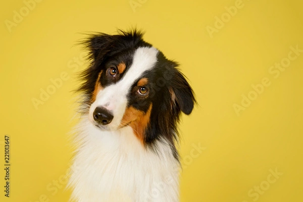 Obraz Happy Australian Shepherd Dog Portrait on Yellow Studio Background