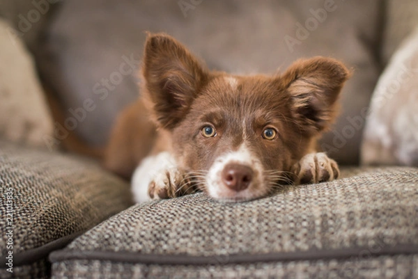 Obraz Red and White Border Collie Puppy on Luxury Sofa