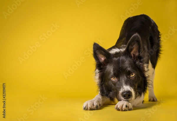 Obraz Szczęśliwy czarno-biały portret psa rasy border collie na żółtym tle Studio