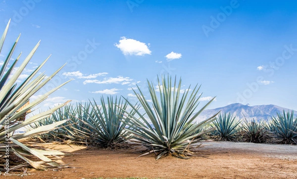 Obraz Tequila agave  lanscape