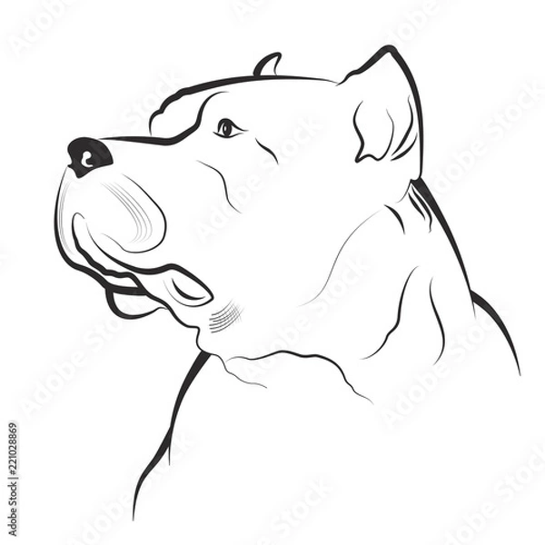 Obraz Głowa Pitbulla