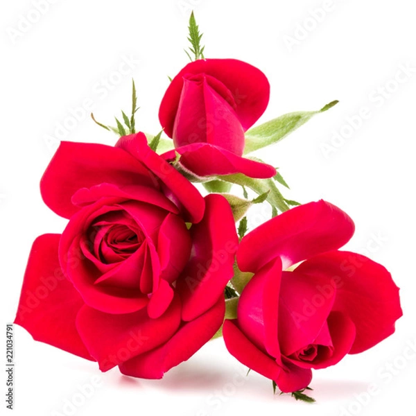 Fototapeta red rose flower bouquet isolated on white background cutout