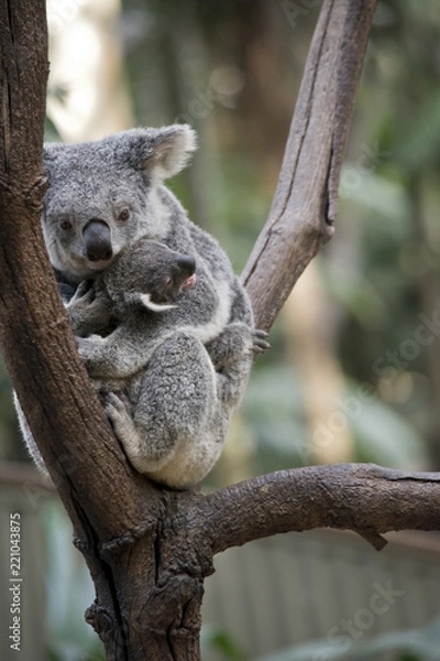 Fototapeta koala z płaczącym joeyem